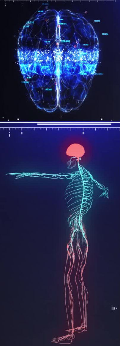 The brain and the nervous system running through the whole body, shown as a connected network.